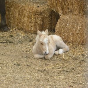 Meet your Posher, Jean mel jean